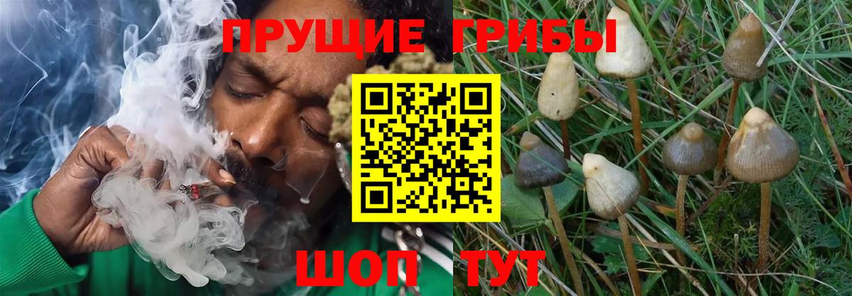 Тейково  Псилоцибиновые грибы Psilocybe  Вход с VPN  Галлюциногенные грибы мухоморы 